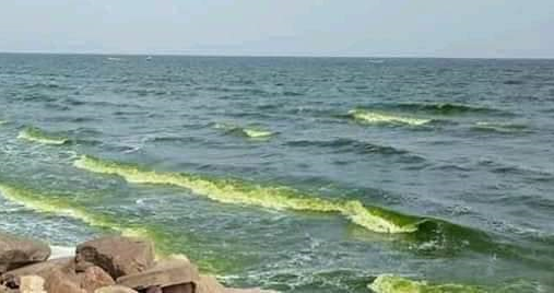 أبحاث علوم البحار: ظهور الطحالب الخضراء في ساحل أبين ظاهرة طبيعية ستختفي بعد أيام