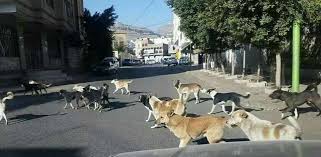 بجانب مصائب الحوثيين.. حيوانات تنهش أجساد المواطنين في شوارع وأزقة صنعاء ويزداد إنتشارها وبطشها كل يوم (اكثر من 60 مصاب يومياً)