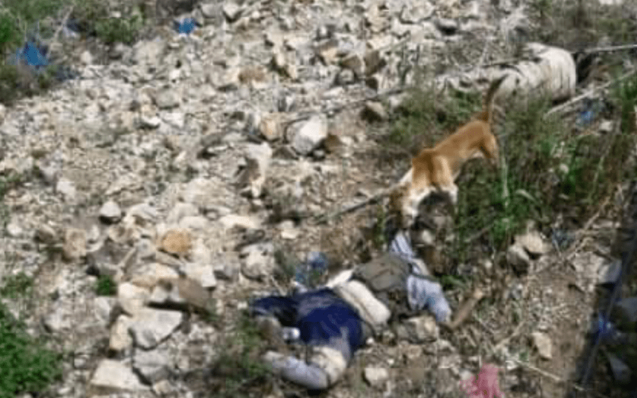 شاهد بالصورة .. كلاب "قردح" تنهش جثث الحوثيين المرمية في شعاب الضالع