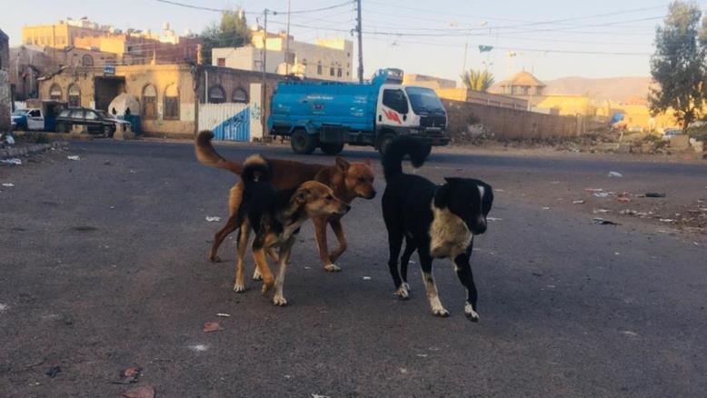 يمنيون يشتكون من الكلاب الضالة وسط تجاهل السلطات في العاصمة صنعاء