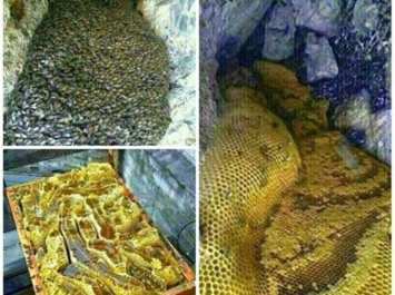 إكتشاف أنهار من عسل مصفى في أحد جبال اليمن (صور وتفاصيل)