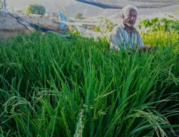 لأول مرة في اليمن ..مزارع يتمكن من زراعة أهم شجرة يتغذى عليها اليمنيون ويعتبرونها وجبتهم الأساسية (صور)