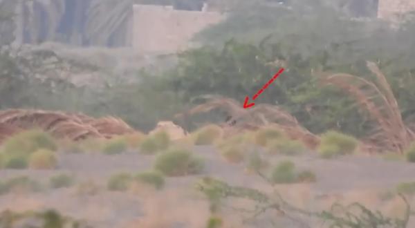 الحديدة : مصرع 4 قناصة حوثيين خلال أقل من 24 ساعة.. فيديو